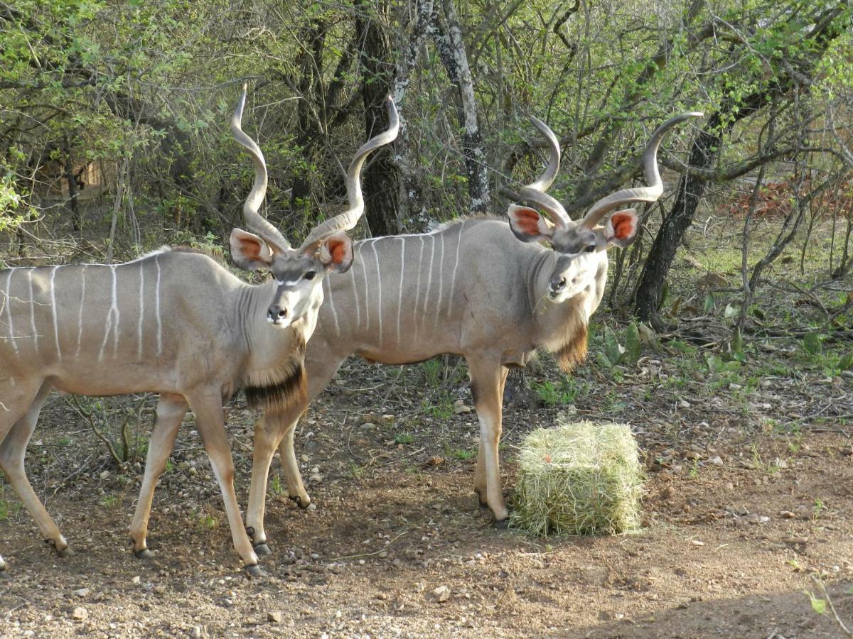 Buffalo Marloth Park Eksteriør billede