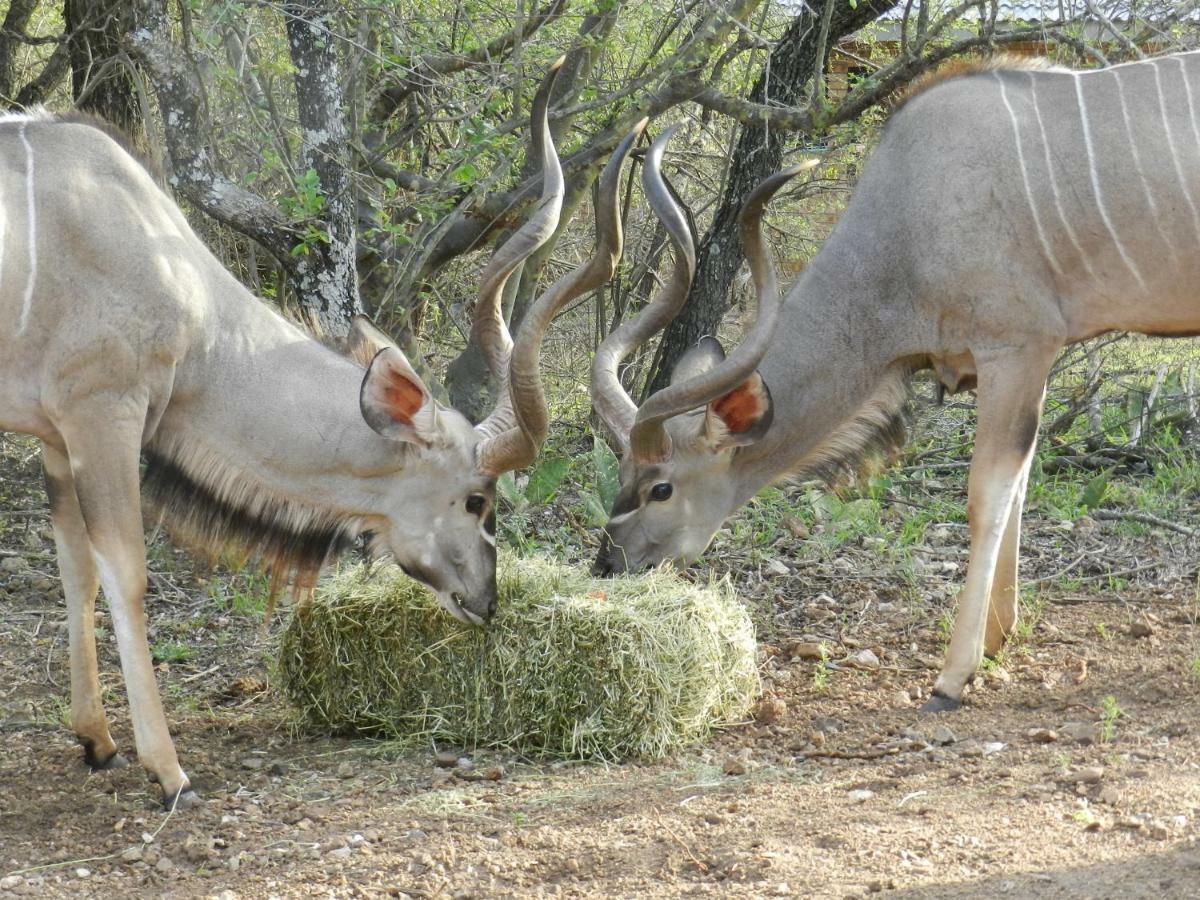 Buffalo Marloth Park Eksteriør billede